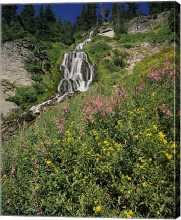 Framed Fireweed at Vidae Falls, Crater Lake National Park, Oregon, USA Print