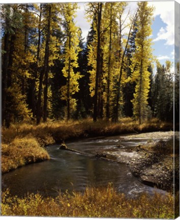 Framed Cottonwood trees along Annie Creek Canyon Trail, Crater Lake National Park, Oregon, USA Print