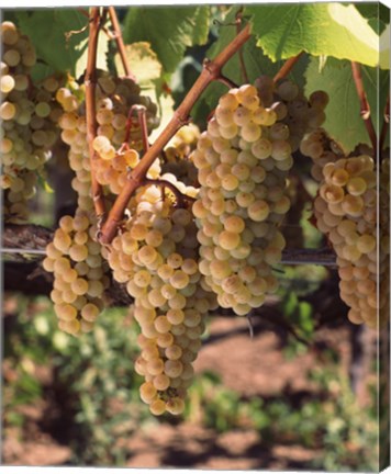 Framed Chardonnay Grapes, California Print