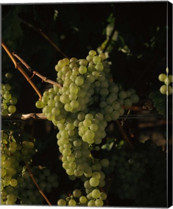 Framed Grapes in a Viineyard, Carneros Region, California Print