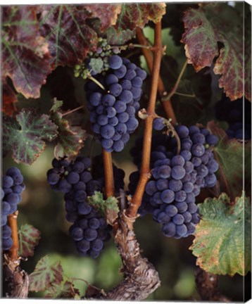Framed Purple Grapes, Wine Country, California Print
