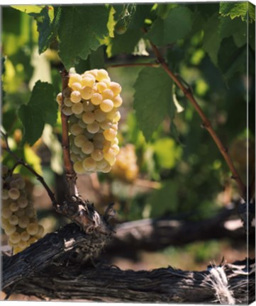 Framed Chardonnay Grapes in Vineyard, Carneros Region, California Print