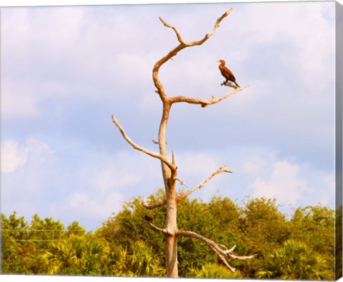 Framed Low angle view of a Cormorant (Phalacrocorax carbo) on a tree, Boynton Beach, Florida, USA Print