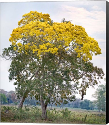 Framed Trees in a field, Three Brothers River, Meeting of the Waters State Park, Pantanal Wetlands, Brazil Print