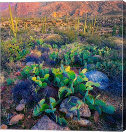 Framed Prickly pear and saguaro cacti, Santa Catalina Mountains, Oro Valley, Arizona, USA Print