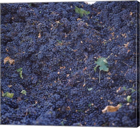 Framed Cabernet Sauvignon Grapes in Vineyard, Wine Country, California Print