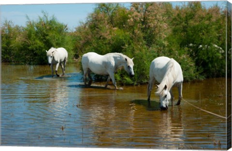 Framed Three Camargue white horses in a lagoon,  Camargue, Saintes-Maries-De-La-Mer, Provence-Alpes-Cote d&#39;Azur, France Print