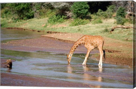 Framed Reticulated giraffe drinking water at a river, Samburu National Park, Rift Valley Province, Kenya Print