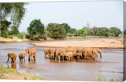 Framed Herd of African Elephants, Uaso Nyiro River, Kenya Print