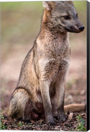 Framed Close-up of a Crab-Eating fox, Three Brothers River, Meeting of the Waters State Park, Pantanal Wetlands, Brazil Print