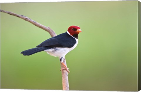 Framed Yellow-Billed cardinal on a branch, Three Brothers River, Pantanal Wetlands, Brazil (horizontal) Print