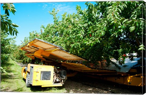 Framed Mechanical Harvester dislodging Cherries into large plastic tub, Provence-Alpes-Cote d&#39;Azur, France Print