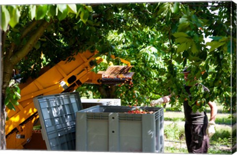 Framed Cherry Harvester, Cucuron, Vaucluse, Provence-Alpes-Cote d&#39;Azur, France Print