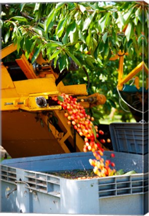 Framed Harvesting Cherries, Cucuron, Vaucluse, Provence-Alpes-Cote d&#39;Azur, France Print