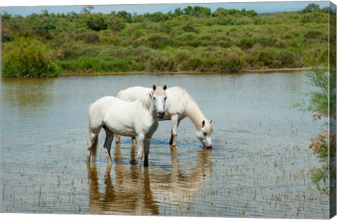 Framed Two Camargue White Horses in a Lagoon, Camargue, Saintes-Maries-De-La-Mer, Provence-Alpes-Cote d&#39;Azur, France (horizontal) Print