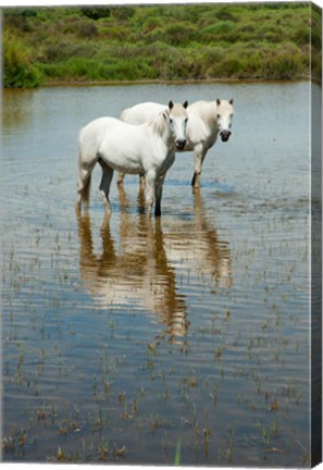 Framed Two Camargue White Horses in a Lagoon, Camargue, Saintes-Maries-De-La-Mer, Provence-Alpes-Cote d&#39;Azur, France (vertical) Print