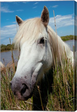 Framed Close up of White Camargue Horse, Camargue, Saintes-Maries-De-La-Mer, Provence-Alpes-Cote d&#39;Azur, France Print