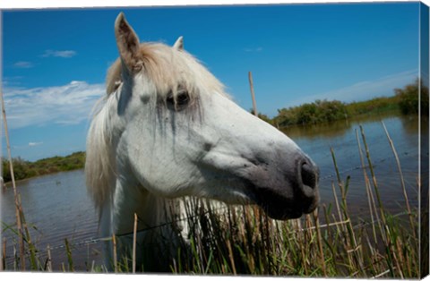 Framed White Camargue Horse with Head over Fence, Camargue, Saintes-Maries-De-La-Mer, Provence-Alpes-Cote d&#39;Azur, France Print