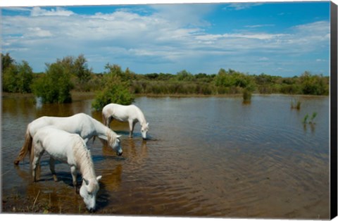 Framed Three white Camargue horses in a lagoon, Camargue, Saintes-Maries-De-La-Mer, Provence-Alpes-Cote d&#39;Azur, France Print