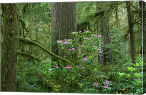 Framed Redwood trees and Rhododendron flowers in a forest, Jedediah Smith Redwoods State Park, Crescent City, California Print