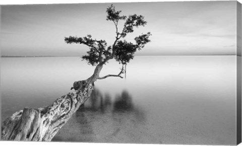 Framed Water Tree XII Print