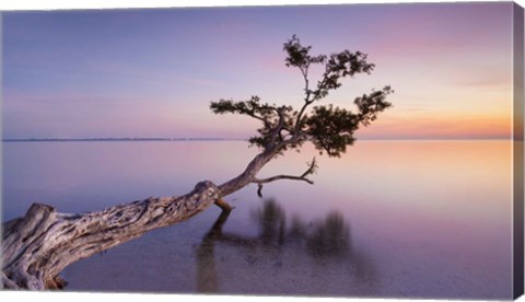 Framed Water Tree XV Print