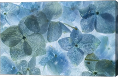 Framed Flores en Hielo II Print