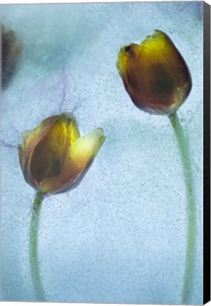 Framed Flowers on Ice-10 Print
