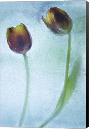 Framed Flowers on Ice-8 Print
