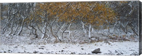 Framed Tired Trees 2 Print