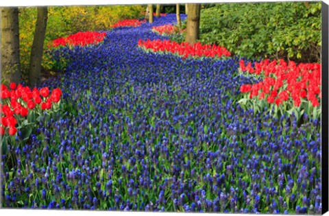 Framed Blue Dutch Tulip Flowerbed Print