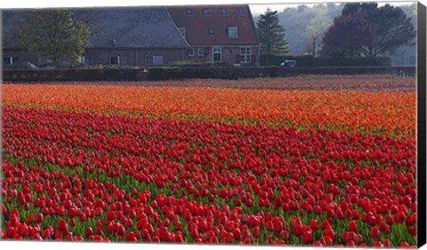 Framed Dutch Red Tulip Field Print