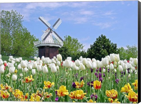 Framed Dutch Tulip Field And Windmill Print