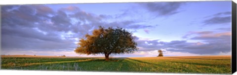 Framed Treescape Print