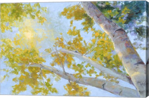 Framed Aspen Canopy Print