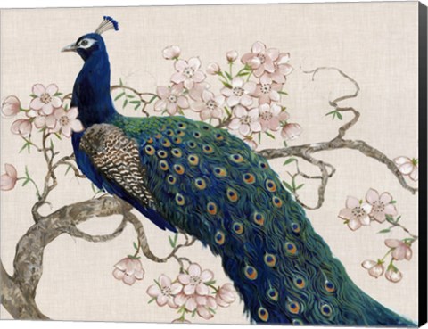 Framed Peacock &amp; Blossoms II Print
