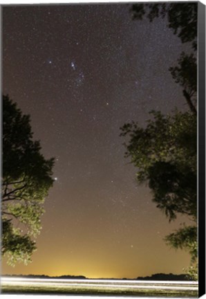 Framed Orion constellation between trees, Buenos Aires, Argentina Print