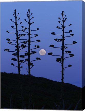 Framed moon rising between agave trees, Miramar, Argentina Print