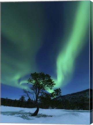 Framed Aurora Borealis Over a Tree Troms, Norway Print