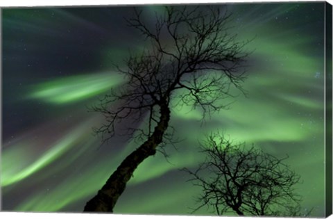 Framed Northern Lights with trees in the arctic wilderness, Nordland, Norway Print