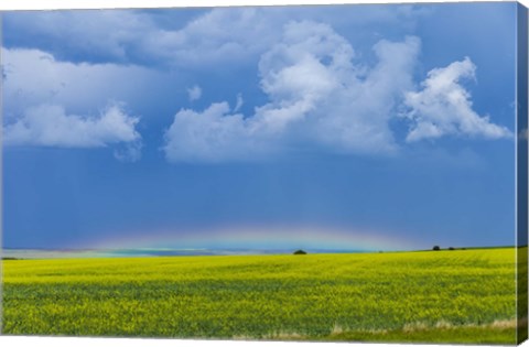 Framed low altitude rainbow visible over the yellow canola field, Gleichen, Alberta, Canada Print