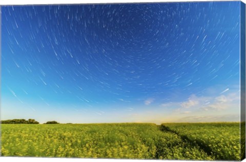 Framed Circumpolar star trails over a canola field in southern Alberta, Canada Print