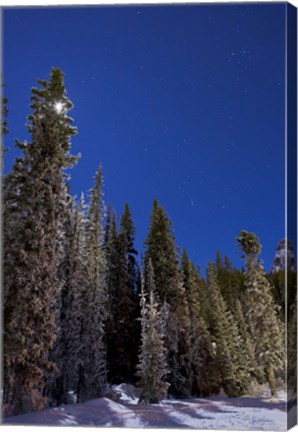 Framed Orion constellation above winter pine trees in Alberta, Canada Print