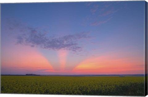 Framed Crepuscular rays at sunset, Alberta, Canada Print