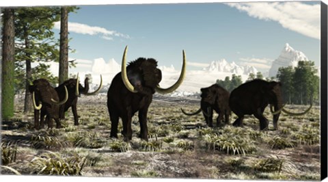 Framed Woolly Mammoths in the prehistoric northern hemisphere Print