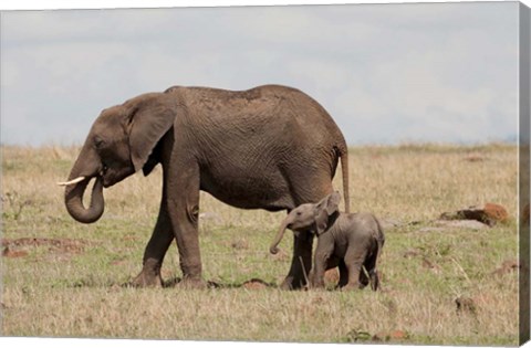 Framed African Elephant With Baby, Maasai Mara Game Reserve, Kenya Print
