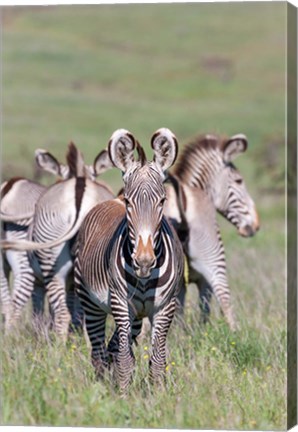 Framed Grevy&#39;s Zebra, Kenya Print