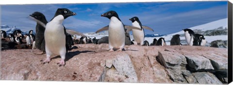 Framed Adelie Penguins With Young Chicks, Lemaire Channel, Petermann Island, Antarctica Print