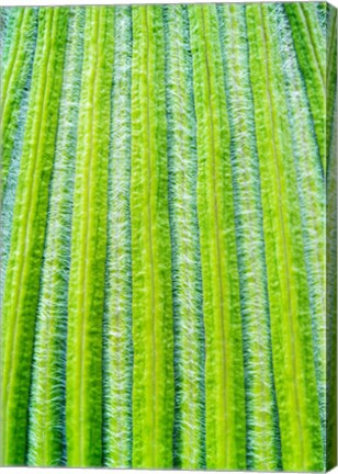 Framed Striped Giant Lobelia rosette of leaves. Mount Kenya National Park, Kenya Print