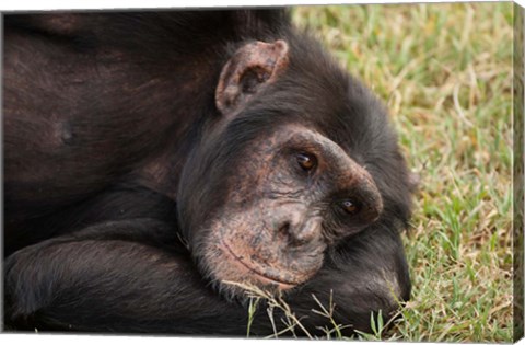 Framed Common Chimpanzee, Sweetwater Conservancy, Kenya Print